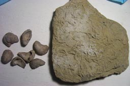 Mars Desert Research Station, 1. posádka