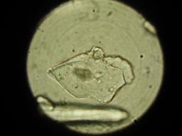 Mars Desert Research Station, 1. posádka